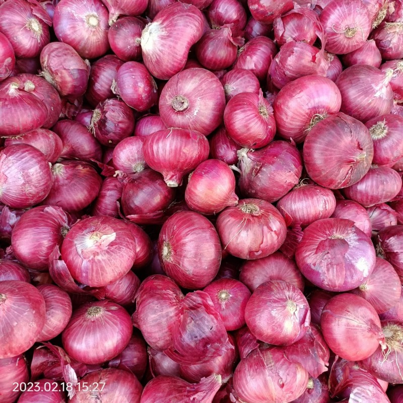 onion from India